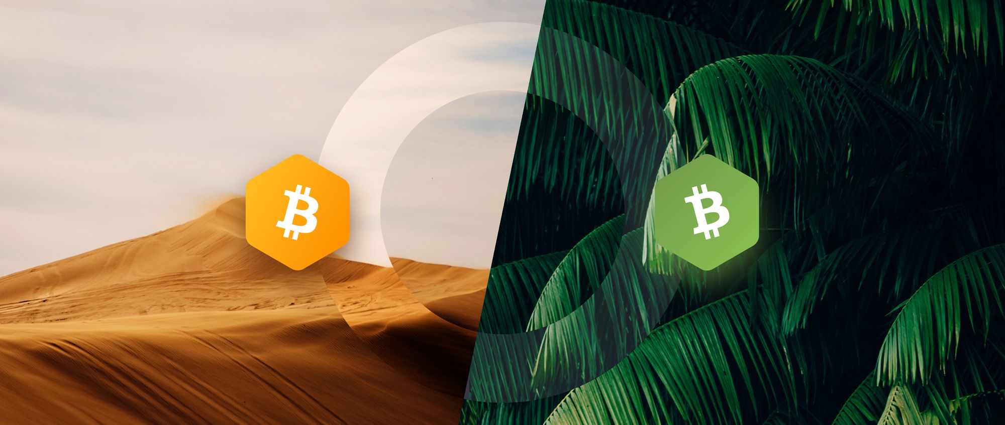 Bitcoin vs. Bitcoin Cash: The Full Comparison | BCH vs BTC