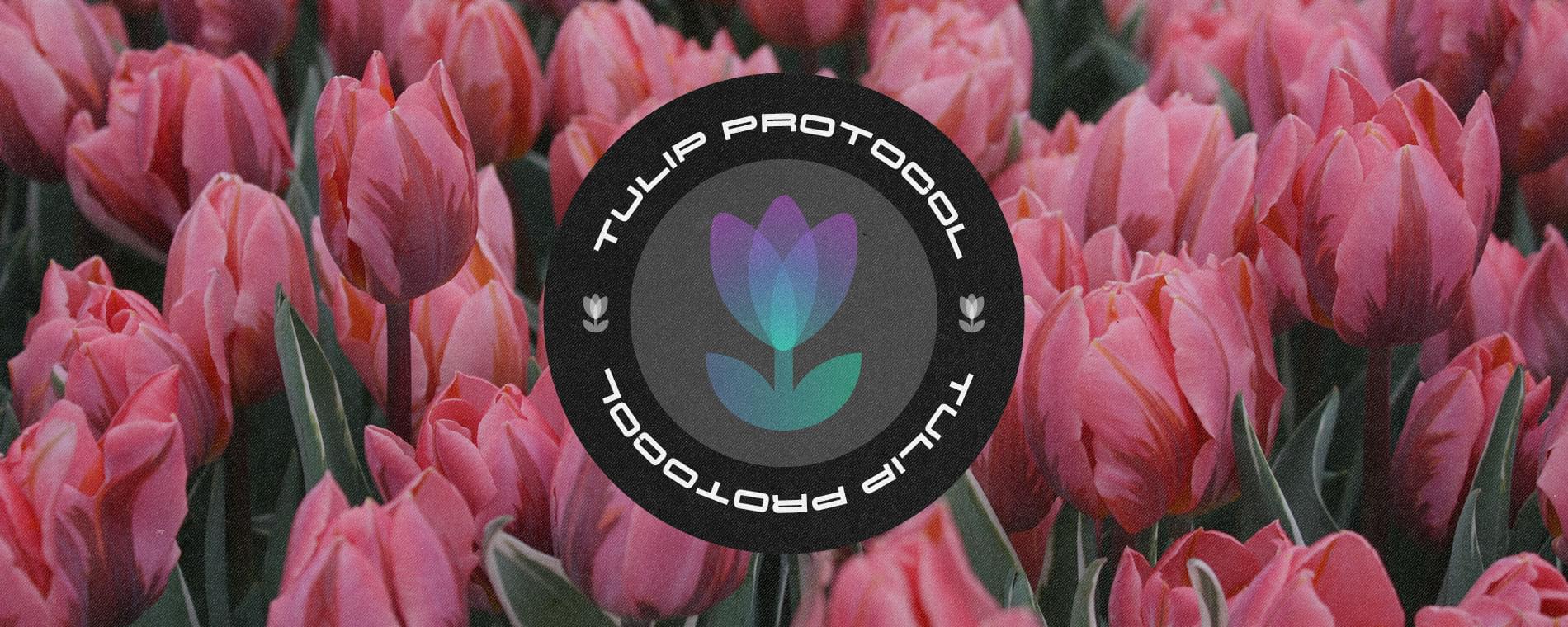 How to use Tulip Protocol and Tulip Coin